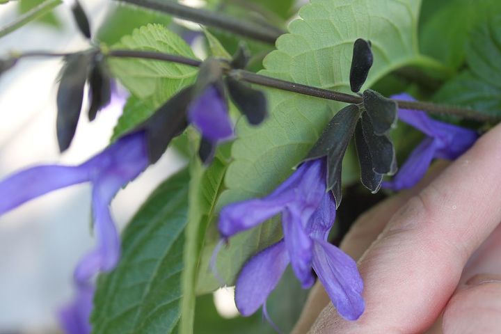 q ready to see black velvet petunias have you got any favorite black plants, gardening, Black and Blue Salvia amazing