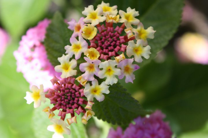 practically care free flowers as well as beautiful amp show stoppers, flowers, gardening, perennials, Lantana s Beautifully Multicolored and gives off such a Grea Scent