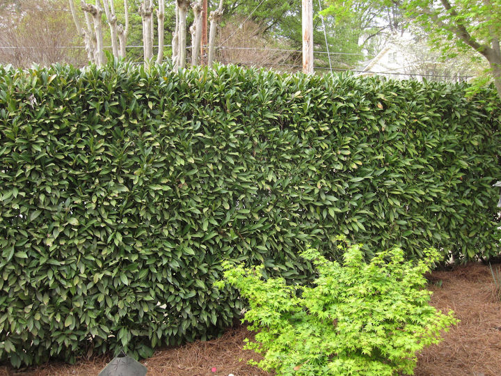 any thoughts on what happened to this english laurel hedge, This is the courtyard view of the same section of hedge that is completely dead from the street side