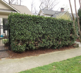 any thoughts on what happened to this english laurel hedge, View on the right side of the property The gate seen is the same as in the 1st photo The line continues along the hedge