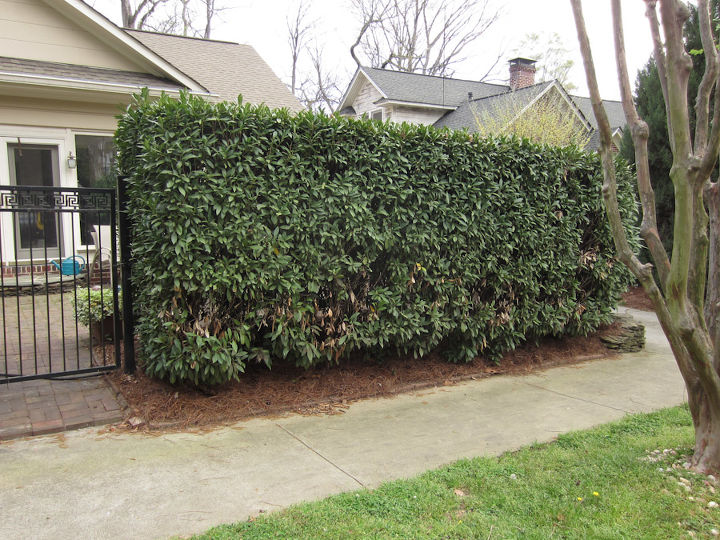 any thoughts on what happened to this english laurel hedge, landscape, outdoor living, View on the right side of the property The gate seen is the same as in the 1st photo The line continues along the hedge