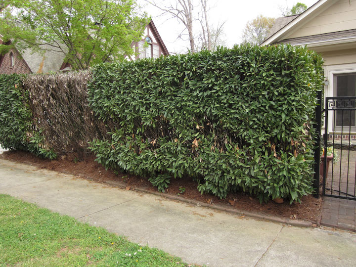 any thoughts on what happened to this english laurel hedge, Notice the large dead spot on the far left of the hedge and what appears to continue along the hedge to the right