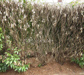 any thoughts on what happened to this english laurel hedge, A closer view of the large dead area One of the shrubs is entirely dead One of the others on the right of the photo is only dead on the street side yet has full foliage on the courtyard side The base on the right side is a common plant that is only dead on the front side and is still fully covered in foliage on the courtyard side The middle section has a different shrub on the street side which is completely dead and there is a healthy plant that is on the courtyard side