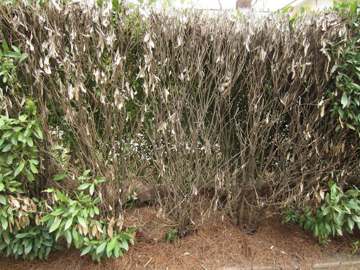 any thoughts on what happened to this english laurel hedge, A closer view of the large dead area One of the shrubs is entirely dead One of the others on the right of the photo is only dead on the street side yet has full foliage on the courtyard side The base on the right side is a common plant that is only dead on the front side and is still fully covered in foliage on the courtyard side The middle section has a different shrub on the street side which is completely dead and there is a healthy plant that is on the courtyard side