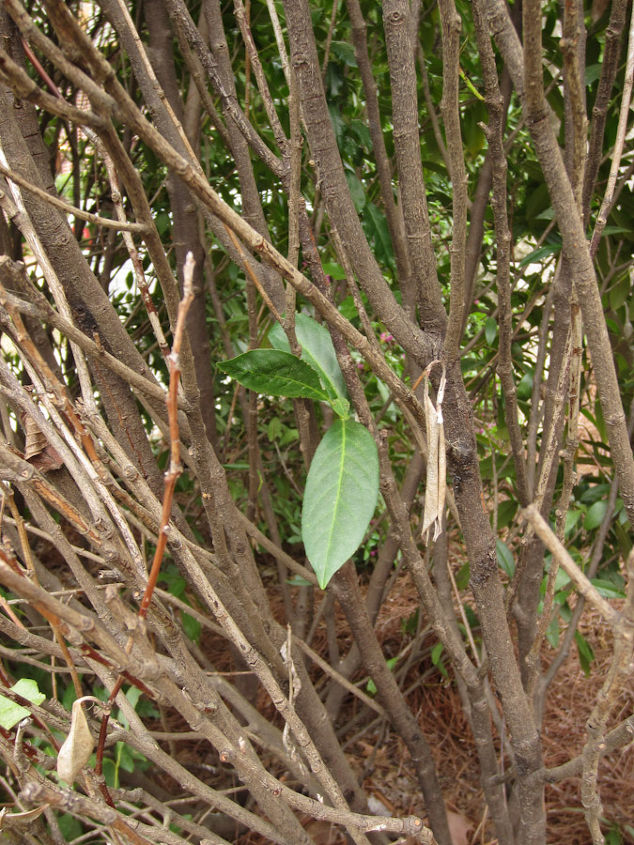 any thoughts on what happened to this english laurel hedge, Looking into the hedge there is a small amount of new growth appearing but only low in the shrub