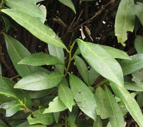 any thoughts on what happened to this english laurel hedge, Leaf photo it is English Laurel