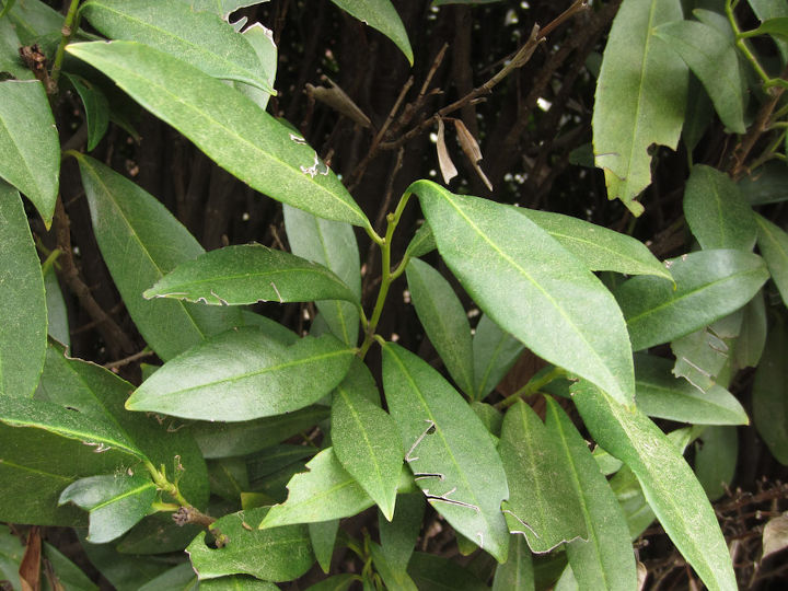 alguna idea sobre lo que le ocurri a este seto de laurel ingls, En la foto de la hoja se trata de laurel ingl s