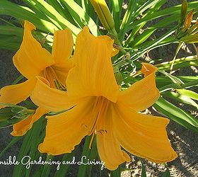 gorgeous late blooming daylilies, flowers, gardening, perennials, Daylily Jersey Spider will bloom here right into September