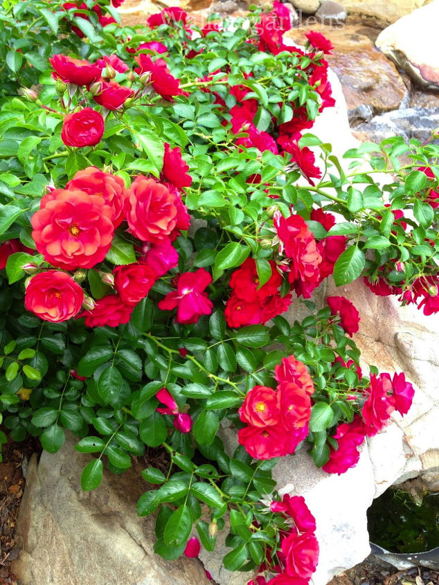 plantas patriticas para uma festa de 4 de julho patriota vidaurbana, Rosas s o vermelhas Eles agora est o florescendo e perfeitos para a celebra o de 4 de julho