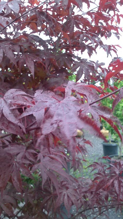 my love affair, Emperor I