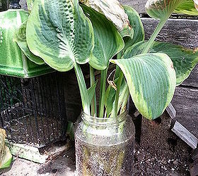You Can Save That Hosta!