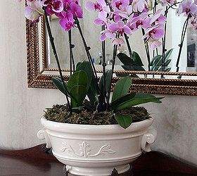 caring for orchids, gardening, Extend the life of flowering orchids by providing the suitable environment indirect sunlight moderate temperatures and regular watering