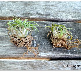How To Care For Air Plants So They Grow & Multiply