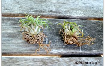 How To Care For Air Plants So They Grow & Multiply