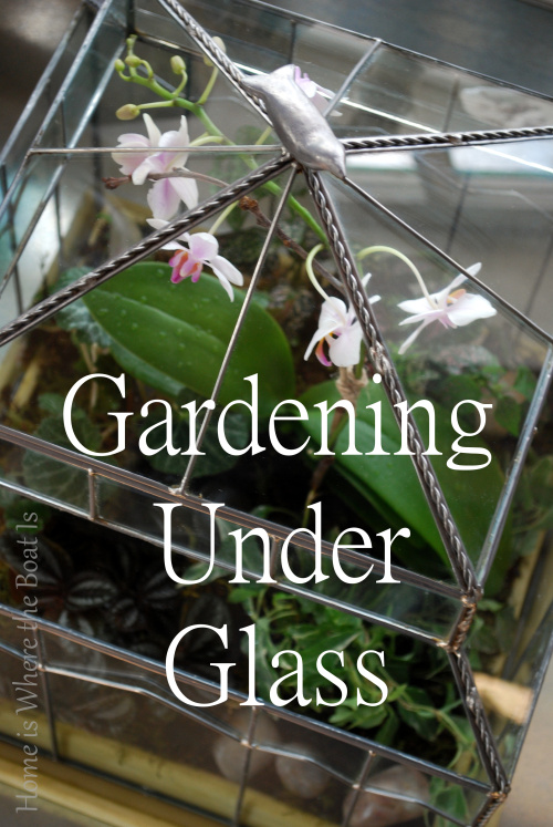 gardening under glass, gardening, terrarium