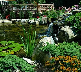 are you afraid to keep koi in your pond, ponds water features, Natural Ponds