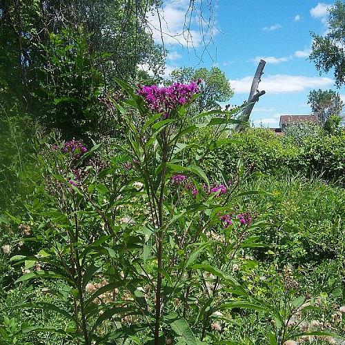 weed or keeper, gardening