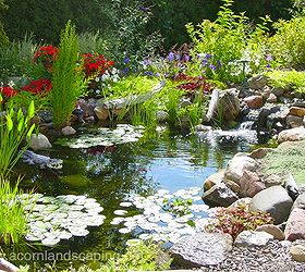 ecosystem pond maintenace spring pond or water garden maintenance tip, home maintenance repairs, outdoor living, ponds water features, Before putting the fish back add a little de chlor and bacteria With proper spring pond maintenance and a little regular maintenance you can sit back and enjoy your water garden for the rest of the season with very little to do