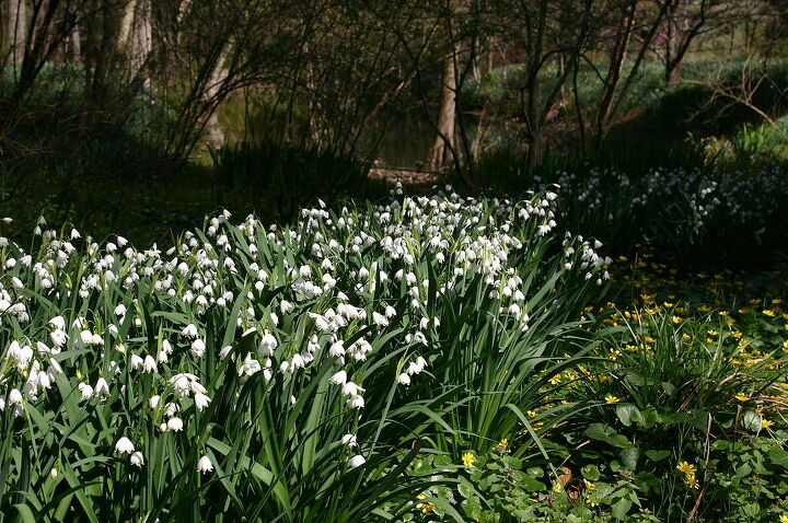 fall is for planting have you ordered your spring bulbs to plant for those of you, gardening, Leucojum aestivum Gravetye Giant