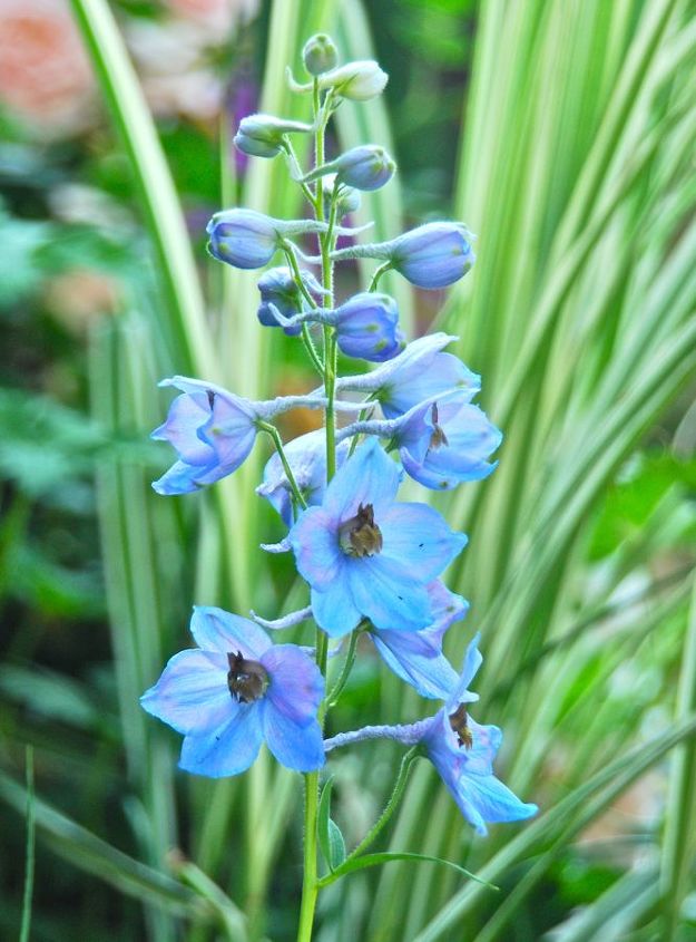 color for the weekend blue, gardening, Dreamy blue Delphinium in our Driveway Garden this weekend