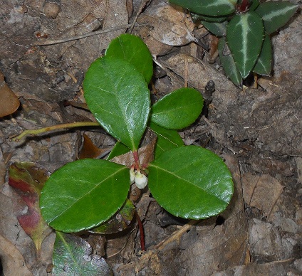 plant id, flowers, gardening, my little wild flower what is it