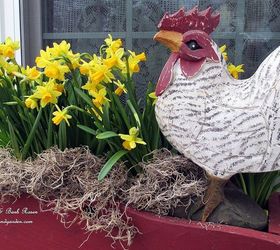spring is busting out all over, container gardening, flowers, gardening, Kitchen deck window box with narcissus a carved rooster