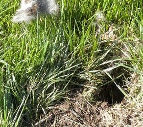 can someone tell me what kind of animal this was in my yard, Closer view of the remnants