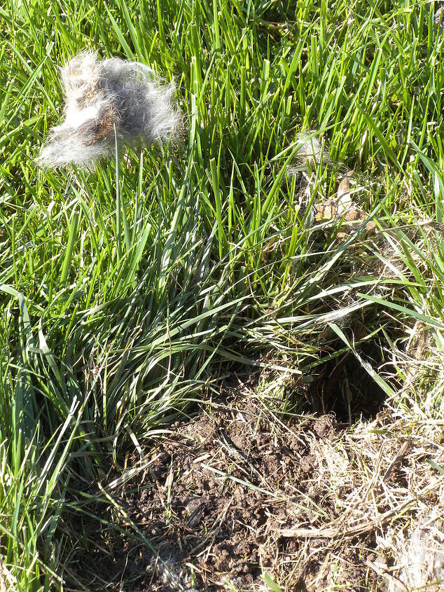 can someone tell me what kind of animal this was in my yard, Closer view of the remnants