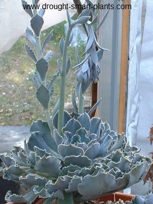echeveria lovely and drought tolerant tender succulents, flowers, gardening, succulents, Echeveria shaviana is spectacular in bloom which crowns the lovely frilly foliage with tall bloom stalks