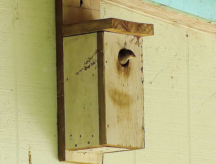birdhouses, diy, gardening, outdoor living, pets animals, woodworking projects, One of the houses the birds prefer lol