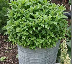 herbs in the garden and kitchen, gardening, Mint is evasive so I contain it in an old mop bucket