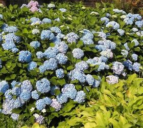 garden blooms june zone 6, container gardening, flowers, gardening, hibiscus, hydrangea, outdoor living, Hydrangeas at peak June