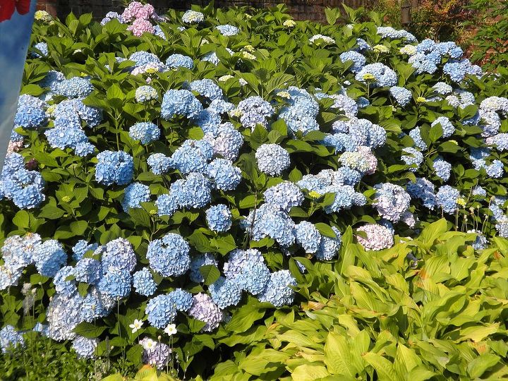 garden blooms june zone 6, container gardening, flowers, gardening, hibiscus, hydrangea, outdoor living, Hydrangeas at peak June