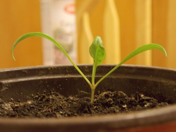 planted something and forgot to label it what is this sprout