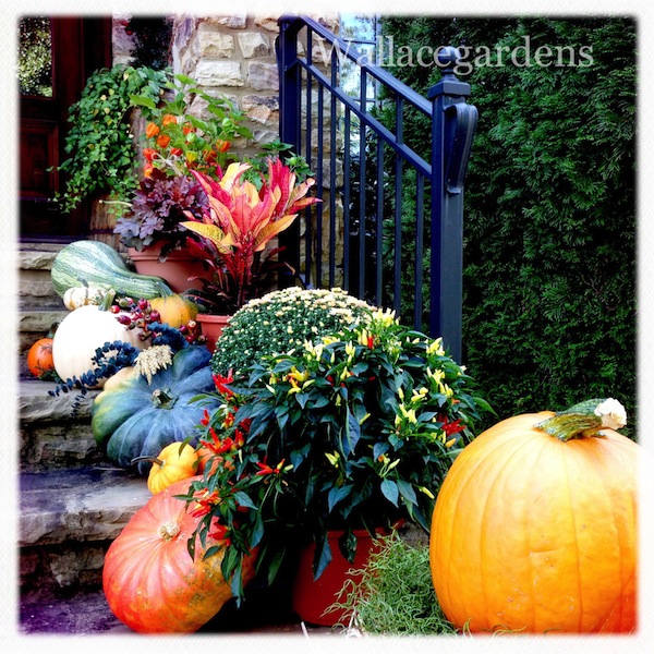 pumpkins on porches pumpkinideas gardenchat, container gardening, gardening, seasonal holiday d cor, All the colors of fall Did I mention I have the best clients PumpkinIdeas PumpkinsOnPorches Thanks to Annie Haven for her organic compost moopootea AuthenticHavenBrand