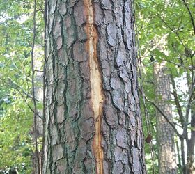 summer storms often bring lightning and your tree s might suffer a lightning strike, gardening