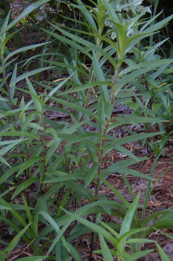 q algunas partes de mi jardin delantero son un desastre necesito ayuda para saber que, Son lirios Si es as de qu tipo