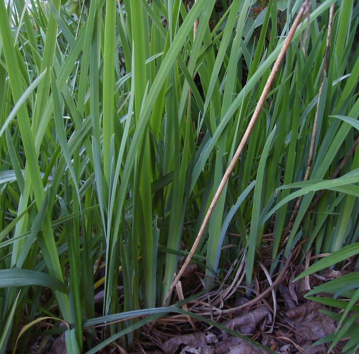 q algunas partes de mi jardin delantero son un desastre necesito ayuda para saber que, Un tipo de flor Lirios