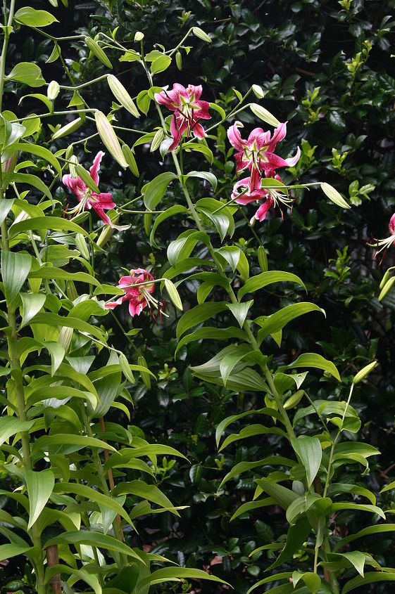 add some fragrant lilies to your garden this fall check out old house gardens, gardening