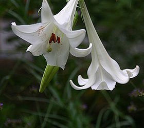 perennial bulb for the day this tough fragrant beauty has been around for a long, flowers, gardening, perennials, Lilium formosanum