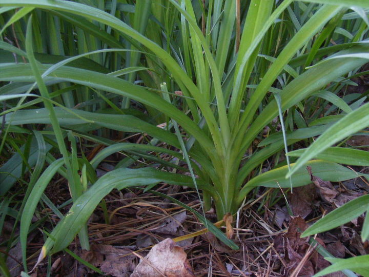 q algunas partes de mi jardin delantero son un desastre necesito ayuda para saber que, Y es otro tipo de lirio O qu