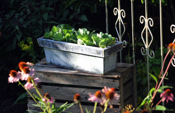 container water gardens, You can always use a container you have on hand This one was sealed to make it water tight A few water lettuce plants float on top