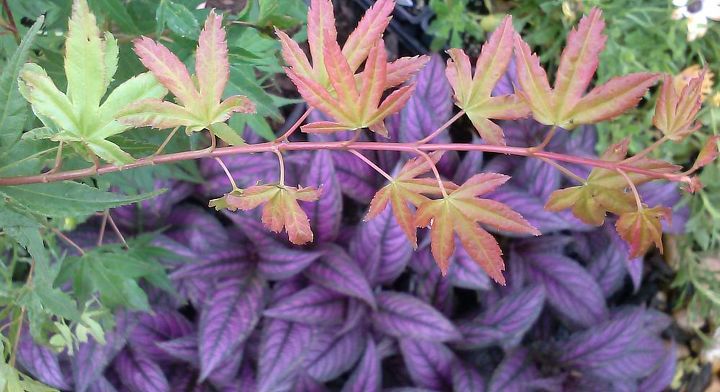 my love affair, Kotobuki