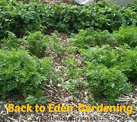 compare back to eden garden lasagna garden and square foot garden, flowers, gardening, perennials