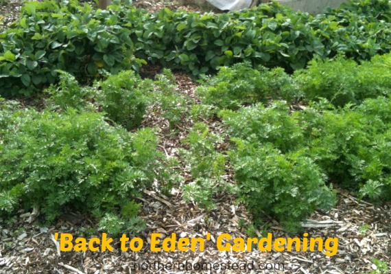 compare back to eden garden lasagna garden and square foot garden, flowers, gardening, perennials