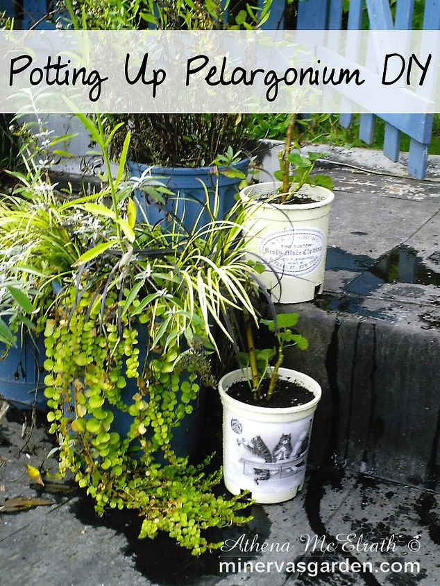 potting up pelargonium diy, container gardening, flowers, gardening
