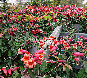Why crossvine is a great pergola plant
