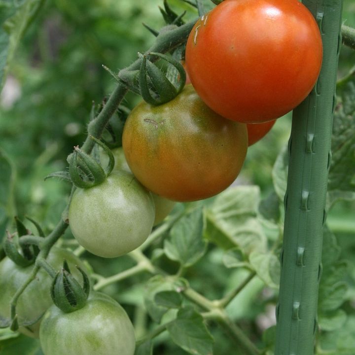 companion planting for tomatoes, flowers, gardening, Organically grown pest free cherry Tomatoes