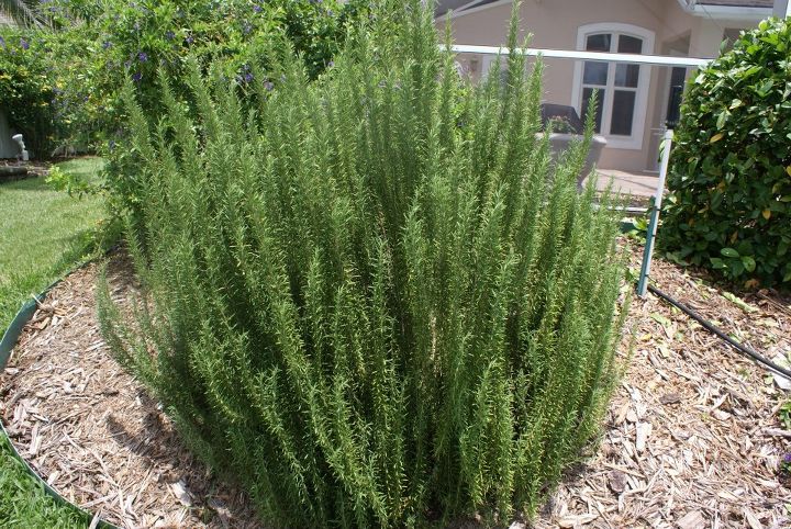 new pictures, flowers, gardening, We are using Rosemary in our landscapes and everybody loves them