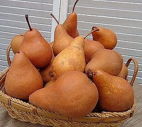 pear honey recipe and bear visits, Bosc Pears